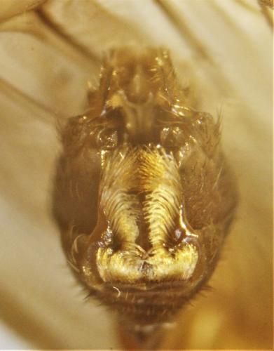 Réf. 256 235 : Tipula pilicauda